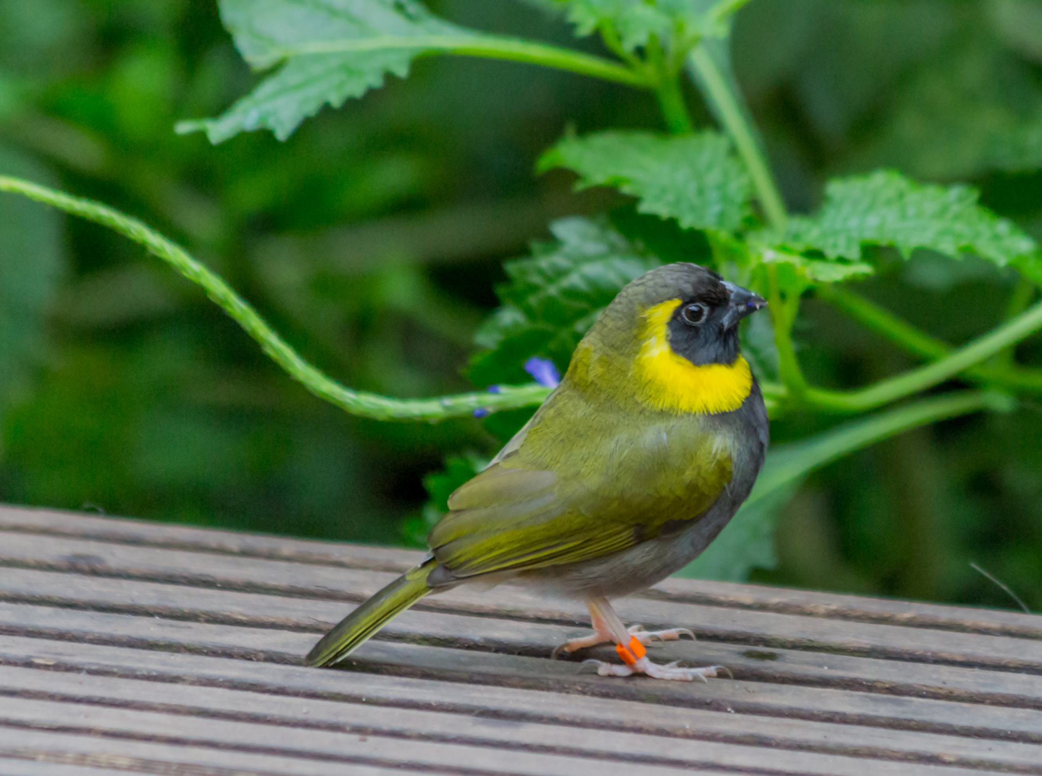 Canon EF 70-300mm F4-5.6 IS USM sample photo. Kleiner kubafink (tiaris canora)) photography