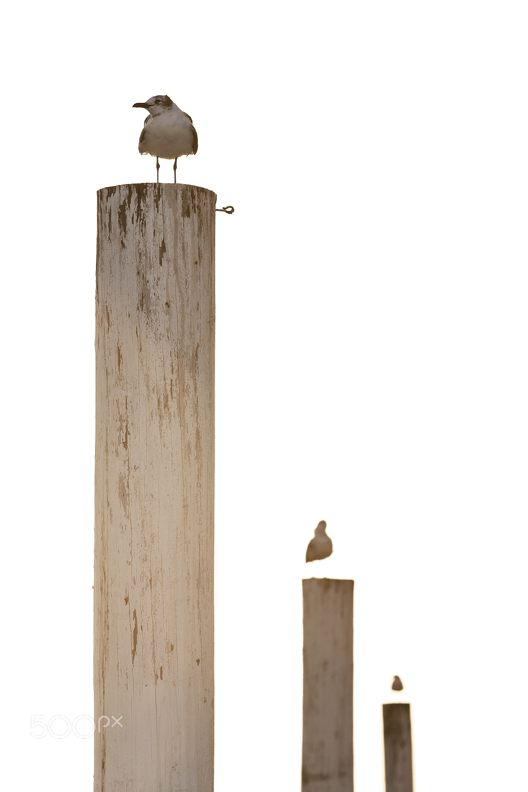 Canon EF 70-200mm F2.8L IS USM sample photo. 3gulls photography
