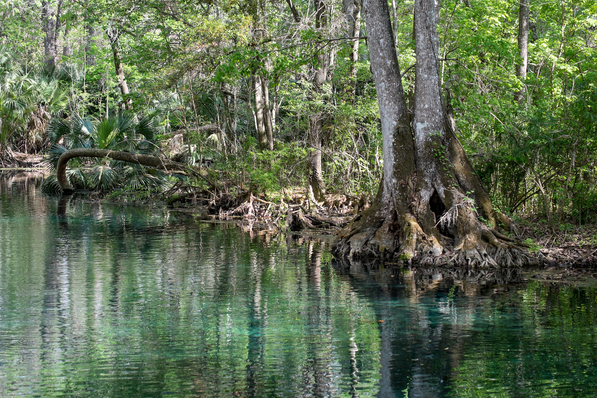 Fujifilm X-E1 + Fujifilm XF 55-200mm F3.5-4.8 R LM OIS sample photo. Silver springs florida photography