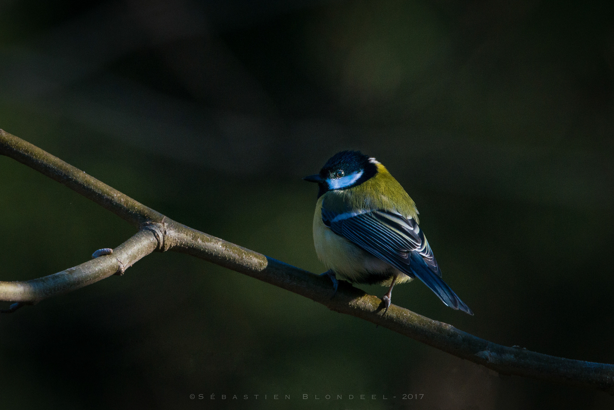 Nikon D800 sample photo. Mésange charbonnière ii photography