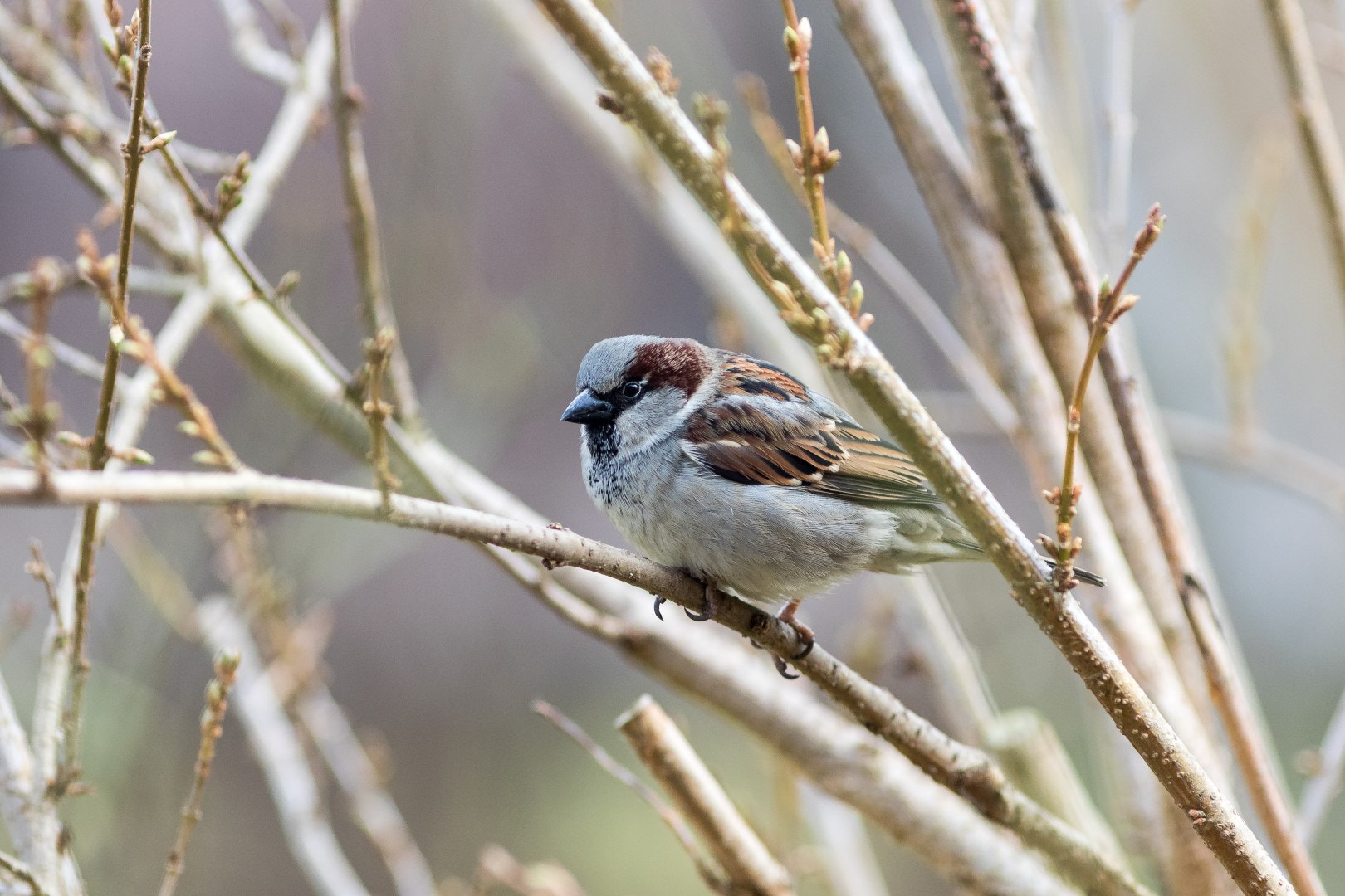 Canon EOS 7D Mark II sample photo. Passer domesticus photography