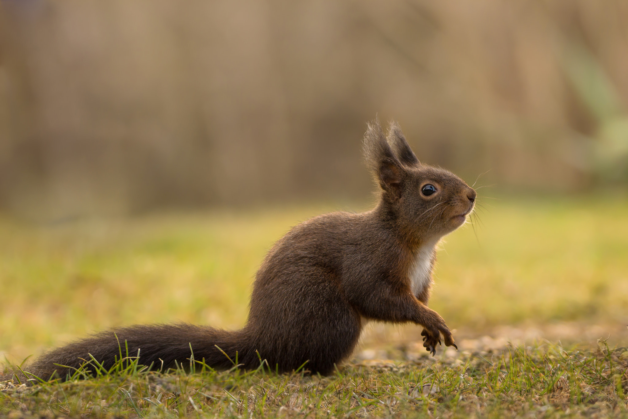 Sigma 150-600mm F5-6.3 DG OS HSM | C sample photo. Black squirrel photography