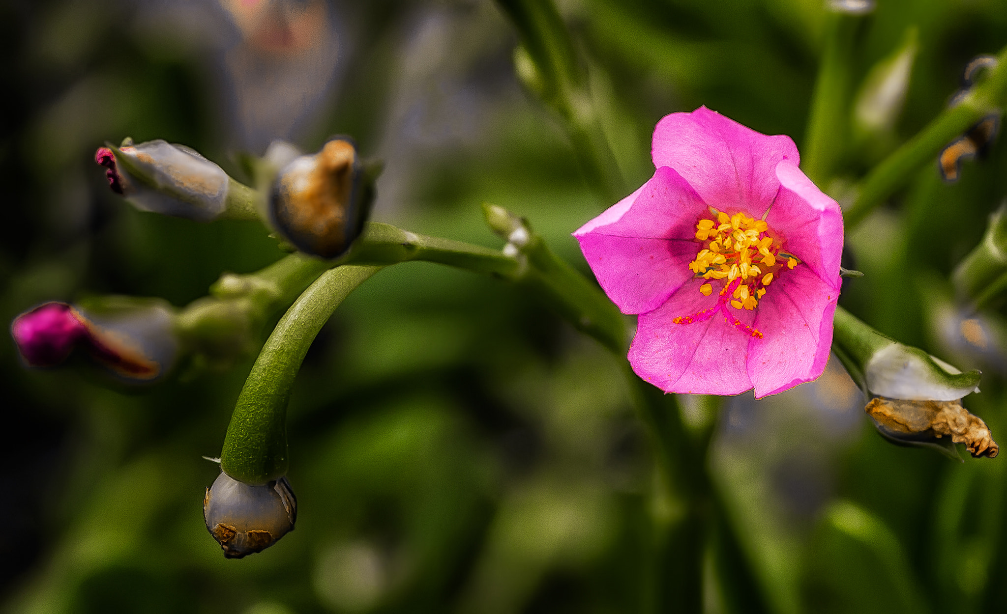 Olympus PEN E-P3 sample photo. Mundo verde. photography