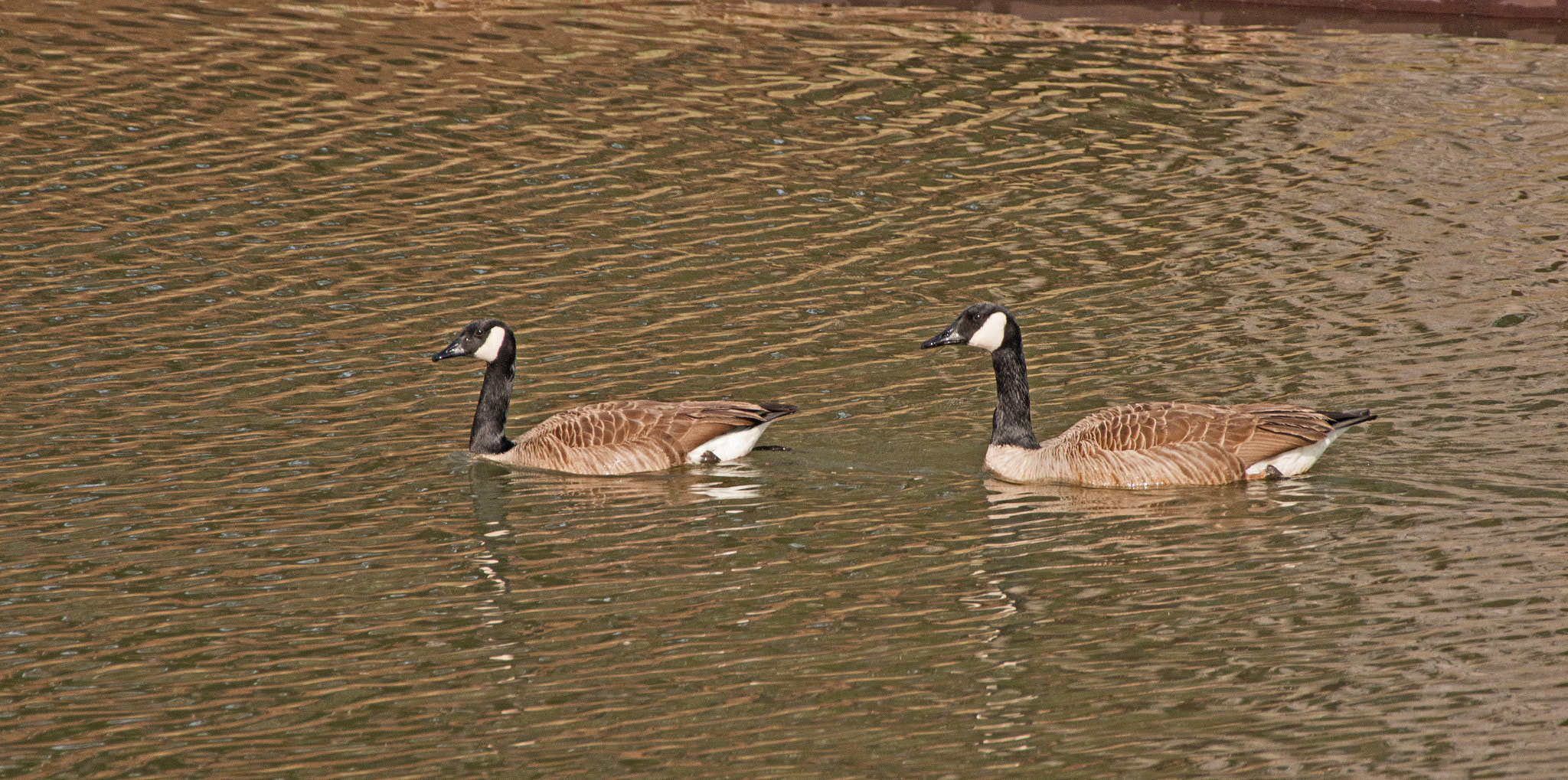 Nikon AF-S Nikkor 200-500mm F5.6E ED VR sample photo. Spring is in the air photography