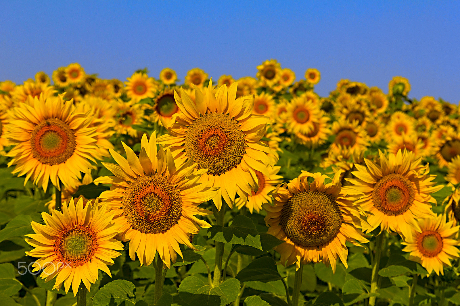 Canon EOS 60D sample photo. Sunflower field over cloudy blue a sky photography