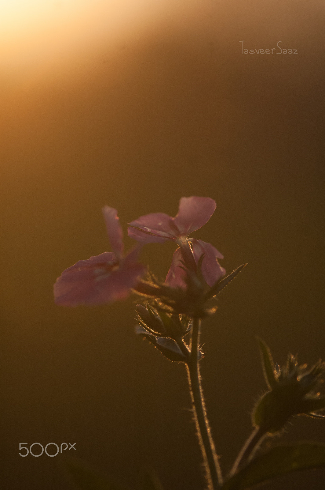 Nikon D70 sample photo. Sunset photography