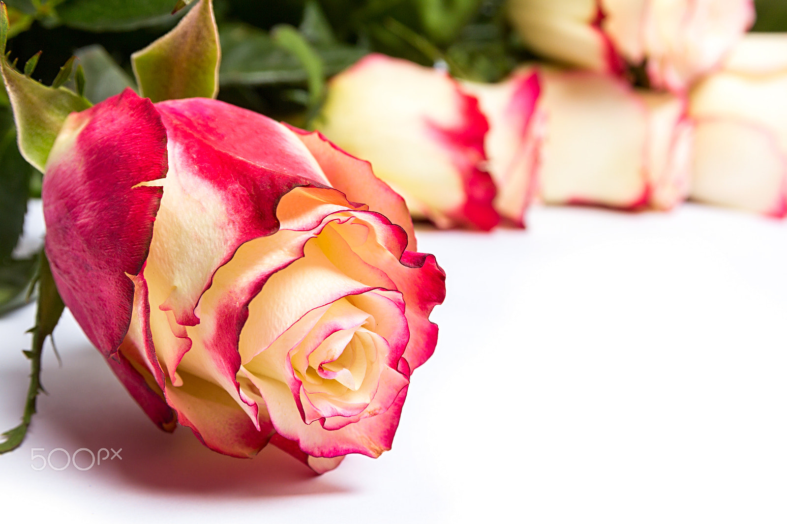 Canon EOS 60D sample photo. Roses on a white background photography