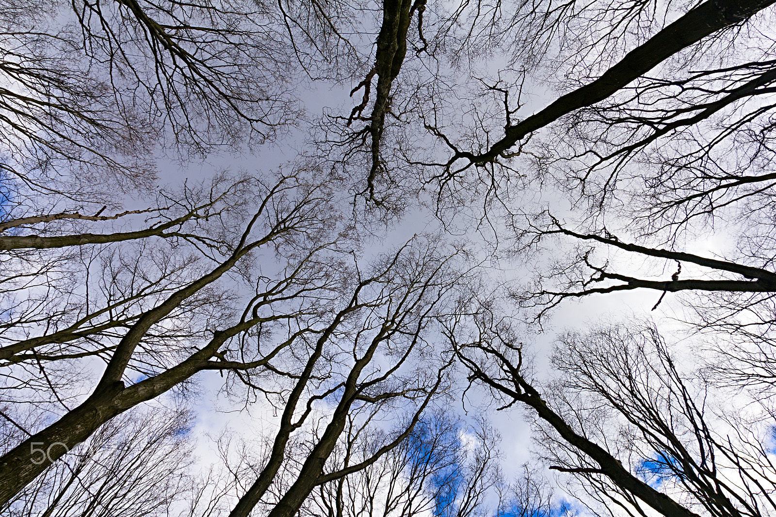 Canon EOS 60D sample photo. Trees without leaves in the crown photography