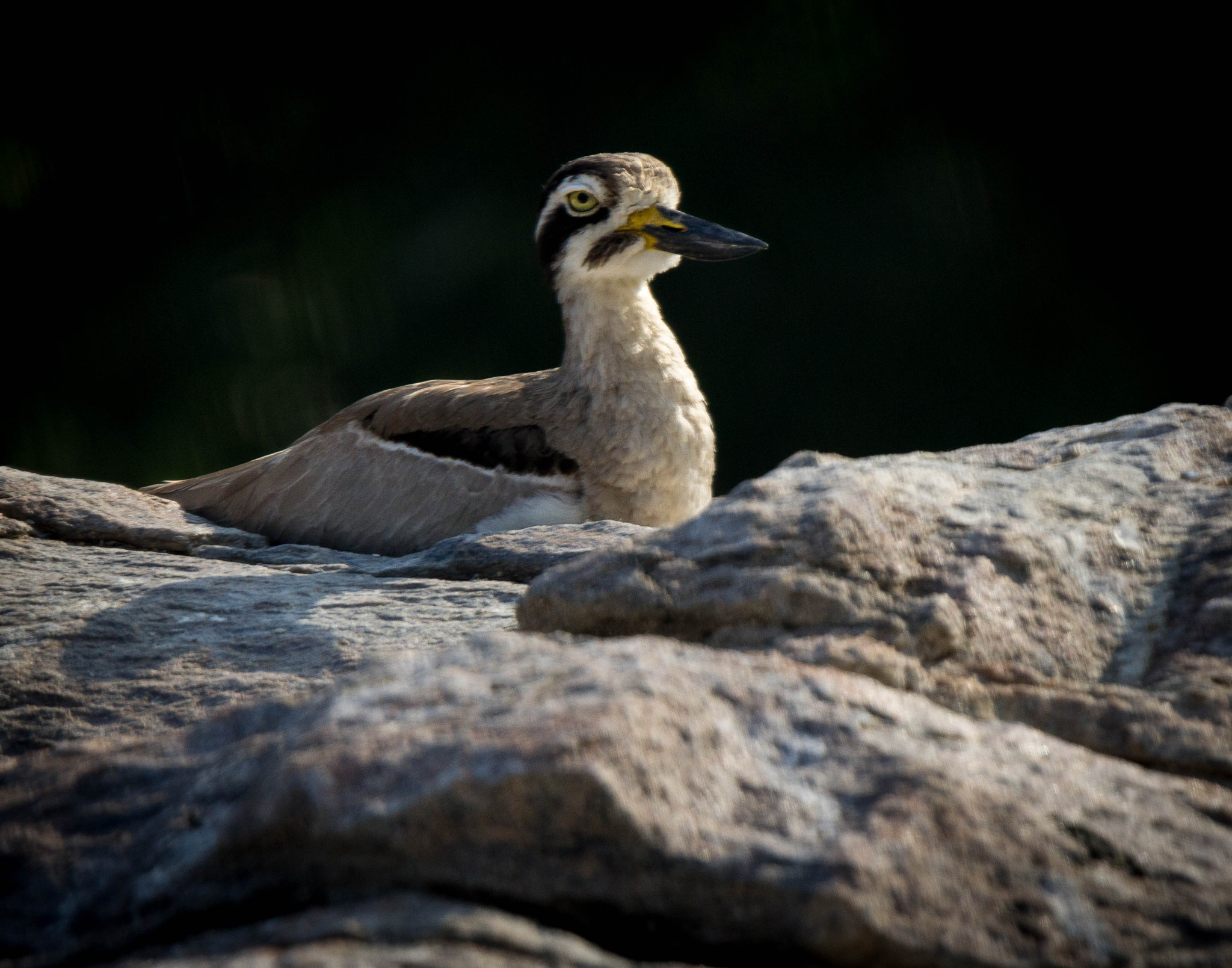 Tamron SP 150-600mm F5-6.3 Di VC USD sample photo. Animals photography