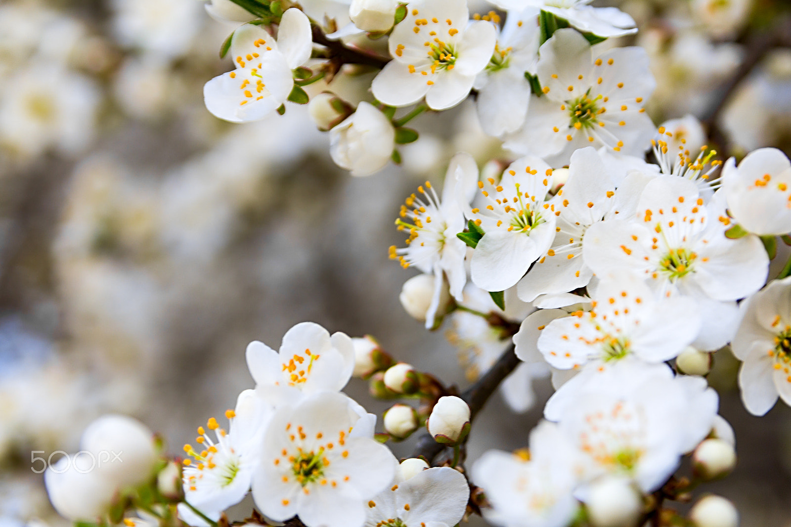 Canon EOS 60D sample photo. Cherry blossom background photography