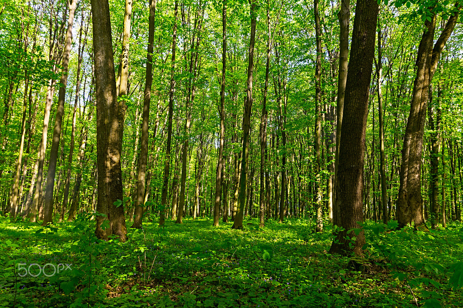 Canon EOS 60D sample photo. Green forest background photography