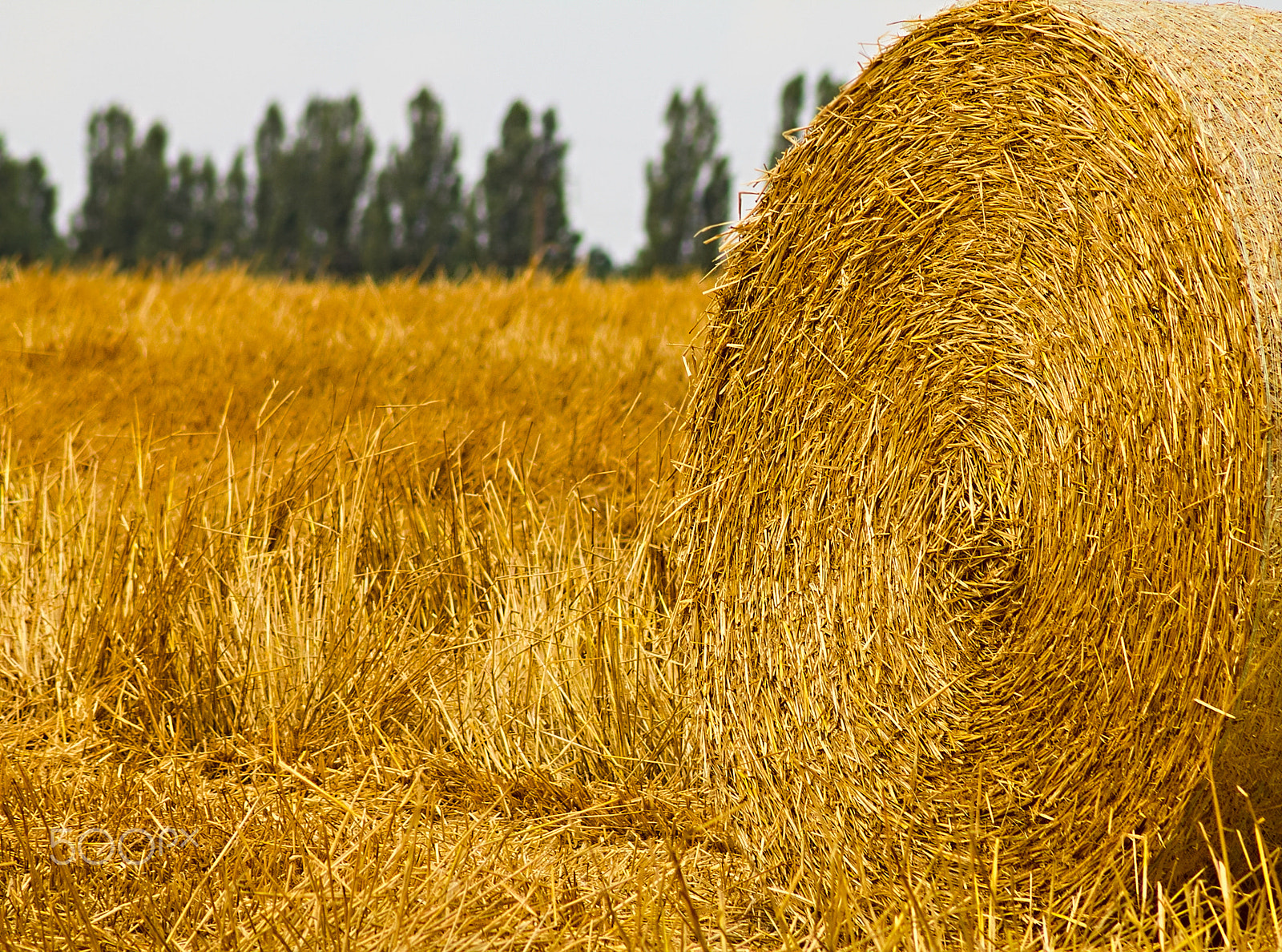 Canon EOS 60D + EF75-300mm f/4-5.6 sample photo. Rolls of hay on the field photography