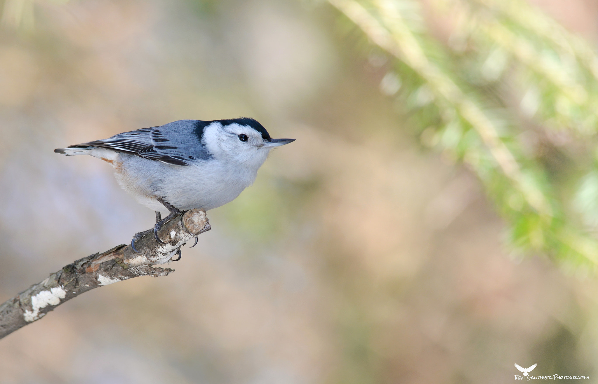 Sigma 150-500mm F5-6.3 DG OS HSM sample photo. On the tip ! photography