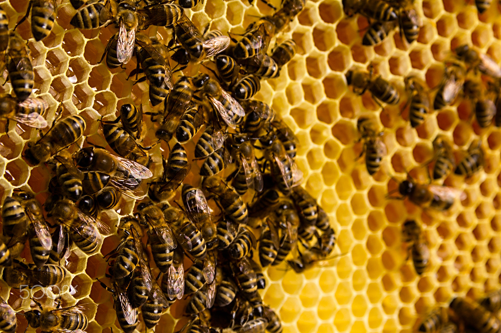 Canon EOS 60D sample photo. Bees on honeycombs photography