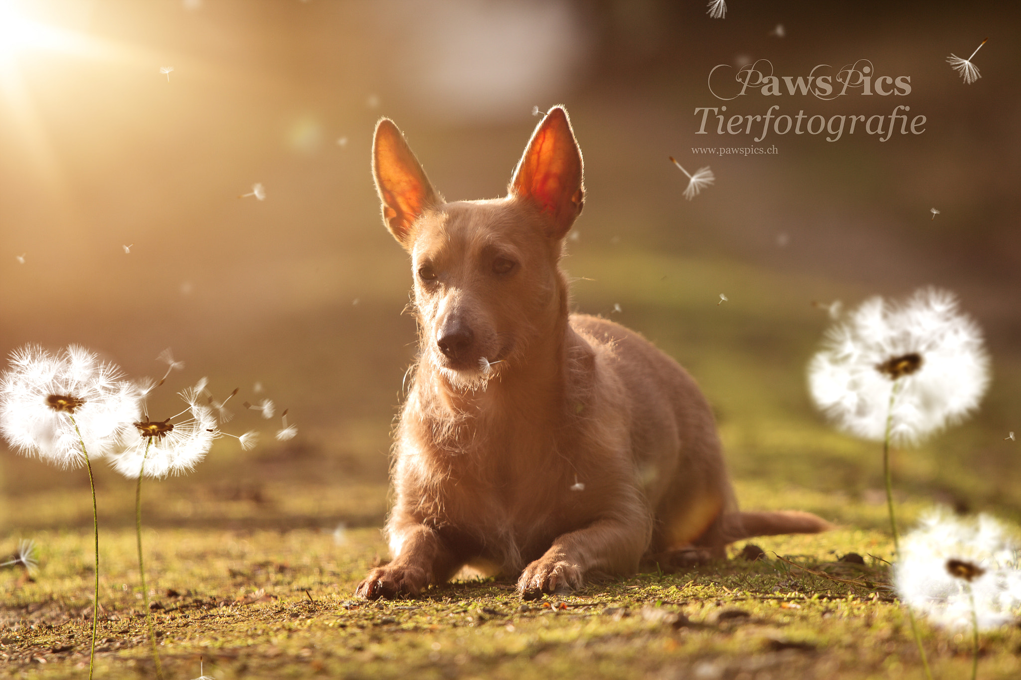 Canon EOS 70D + Canon EF 70-200mm F4L IS USM sample photo. Dandelion photography