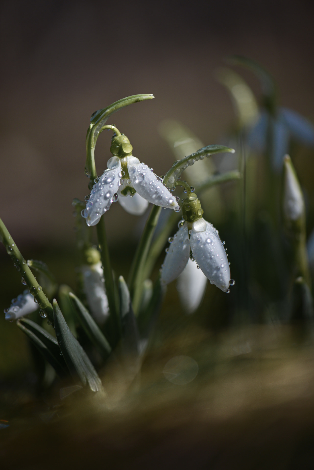 Nikon AF-S Micro-Nikkor 105mm F2.8G IF-ED VR sample photo. Печальные поляны   sad glades photography