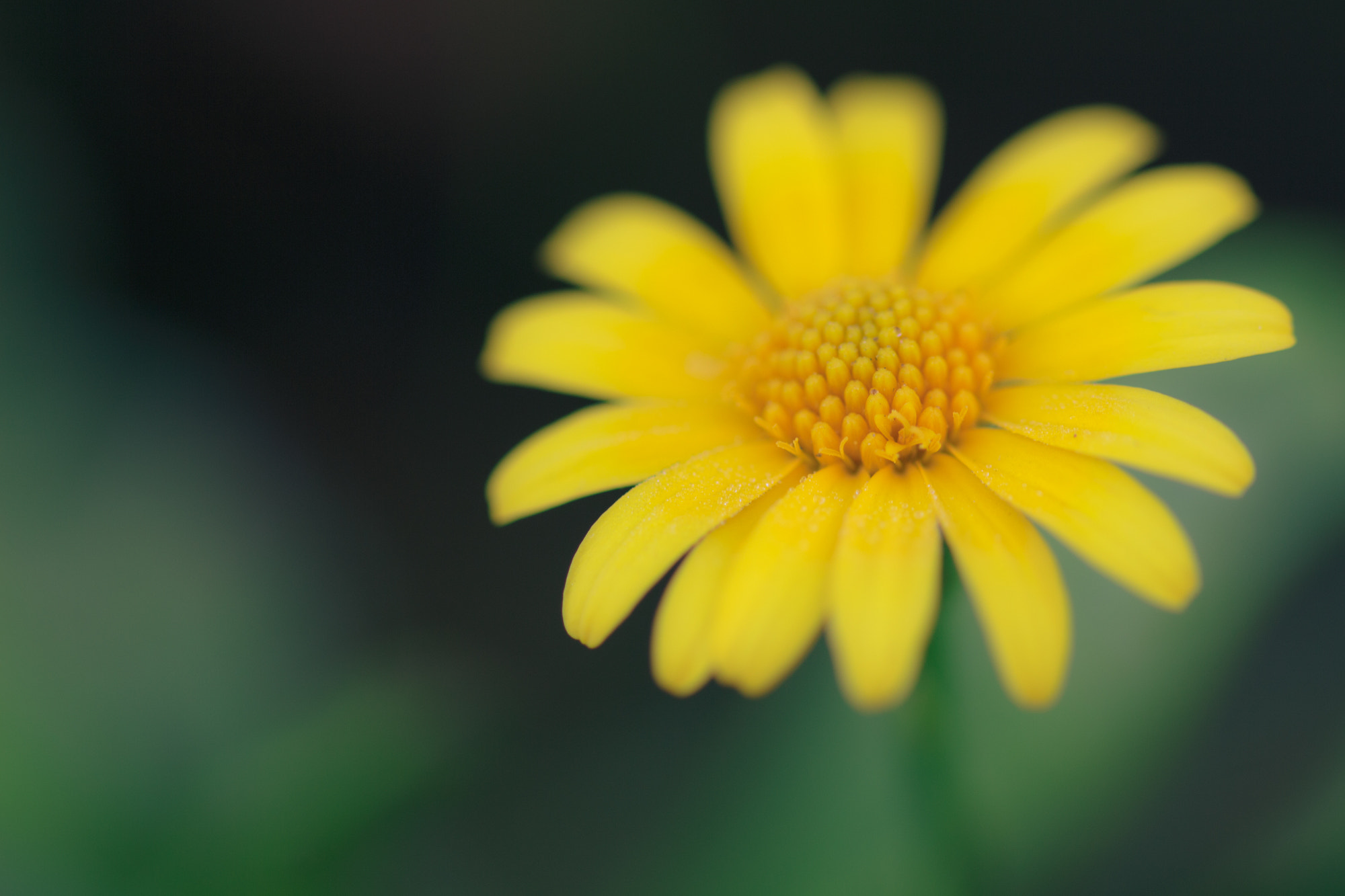 Sigma 105mm F2.8 EX DG OS HSM sample photo. Nature  photography