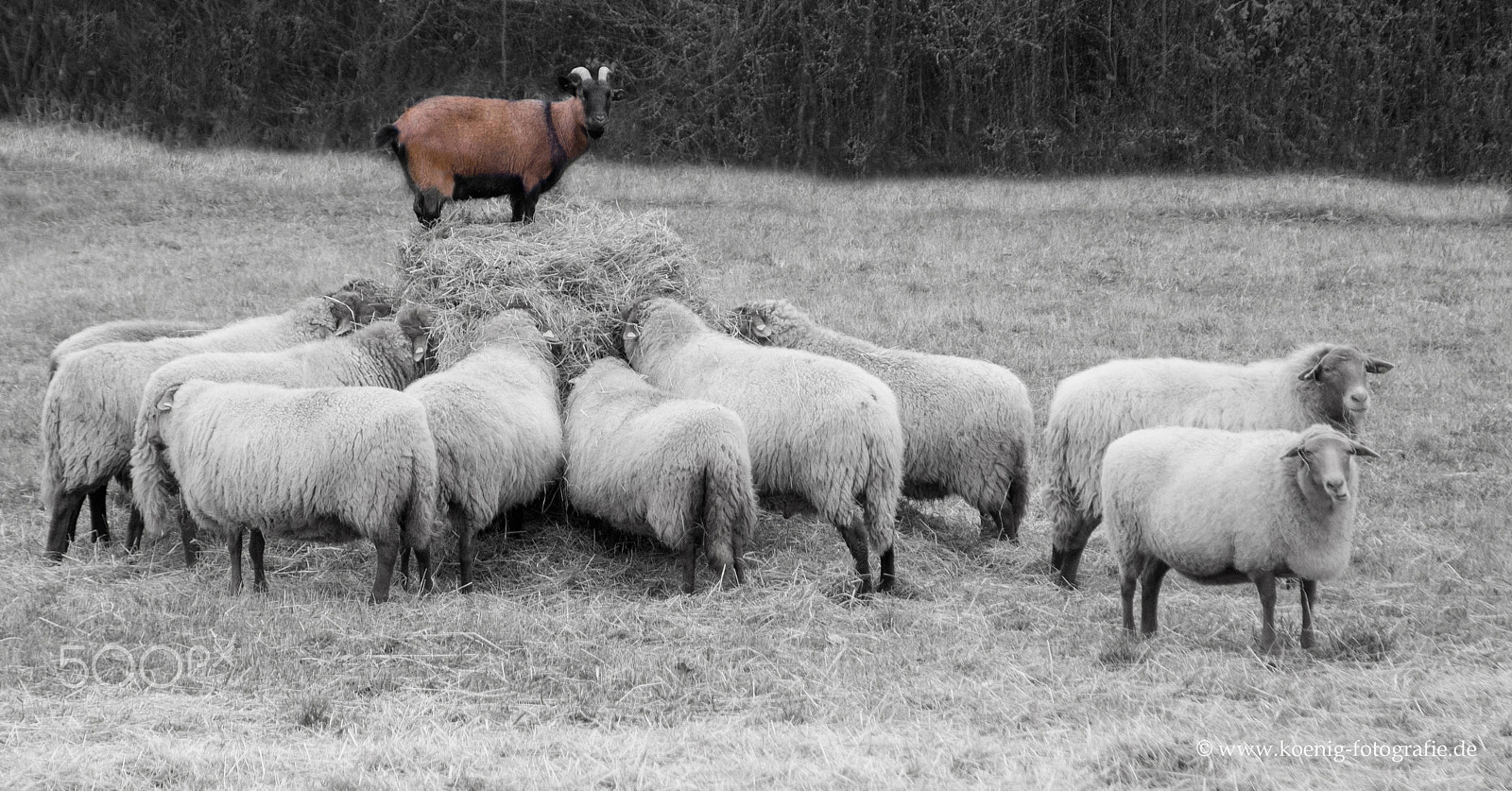 AF Zoom-Nikkor 24-120mm f/3.5-5.6D IF sample photo. Goat and sheeps photography