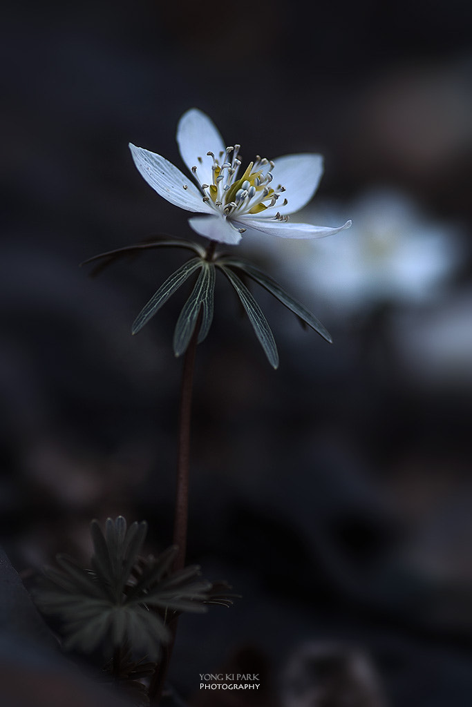 Pentax smc D-FA 100mm F2.8 Macro WR sample photo. Lovely spring wind-1 photography