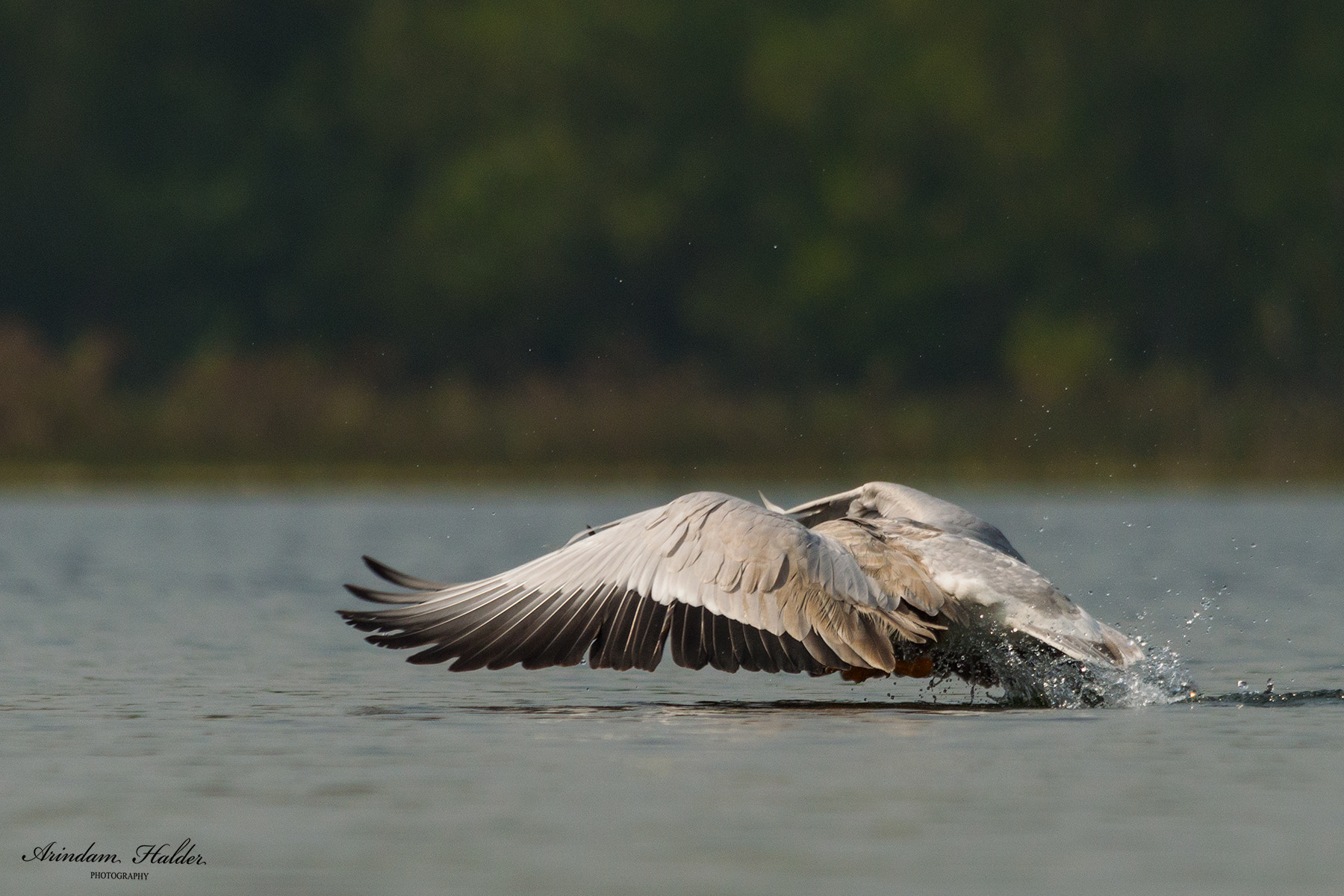 Nikon D3200 + Sigma 150-500mm F5-6.3 DG OS HSM sample photo. Spread out your wings and learn to fly. photography