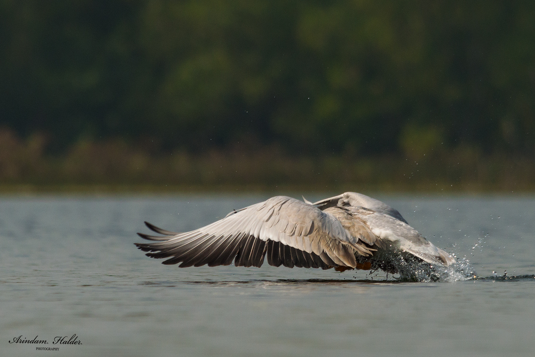 Sigma 150-500mm F5-6.3 DG OS HSM sample photo. Spread out your wings and learn to fly. photography