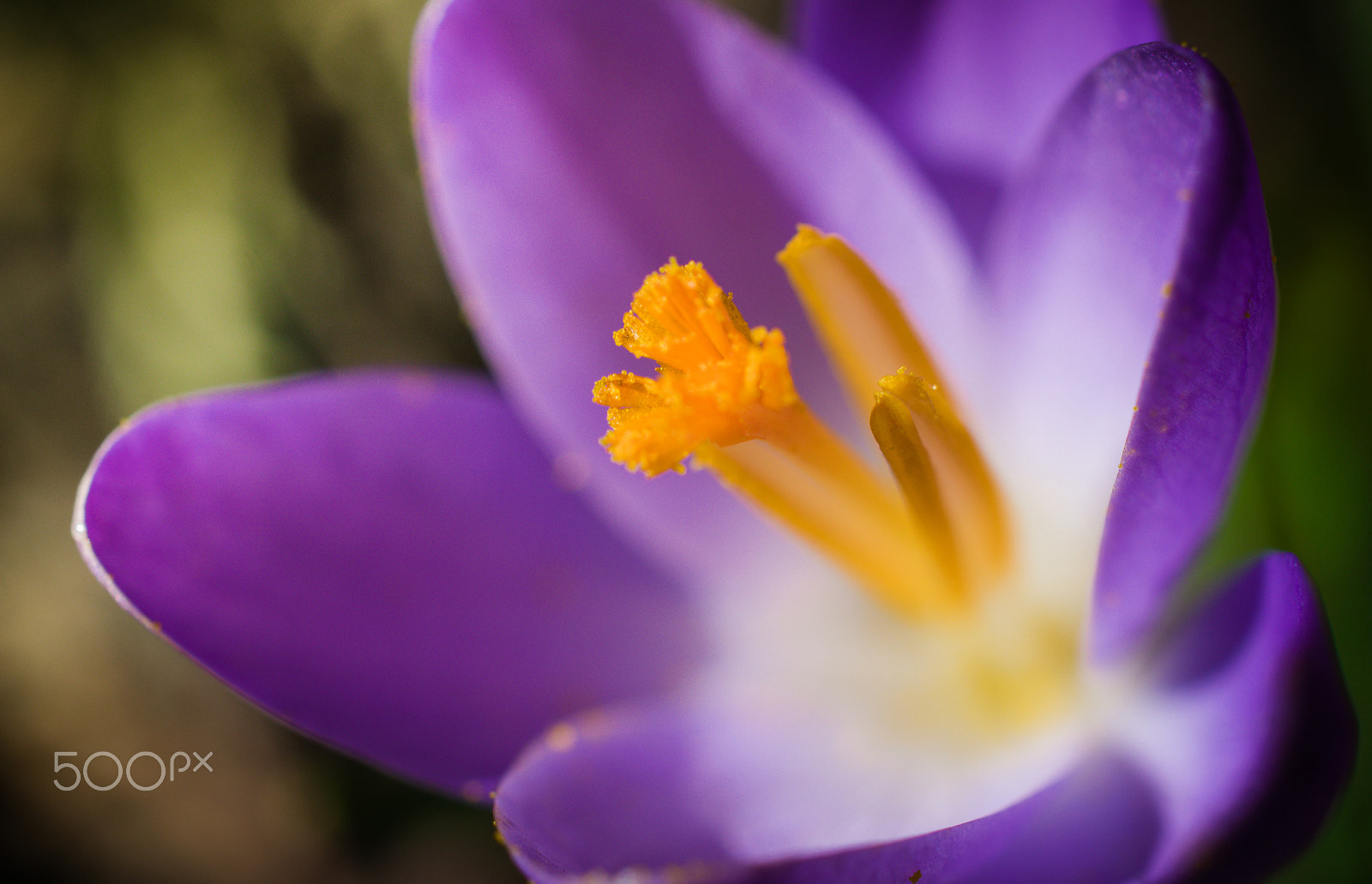 Nikon AF-S DX Micro Nikkor 40mm F2.8 sample photo. Blur flower. photography