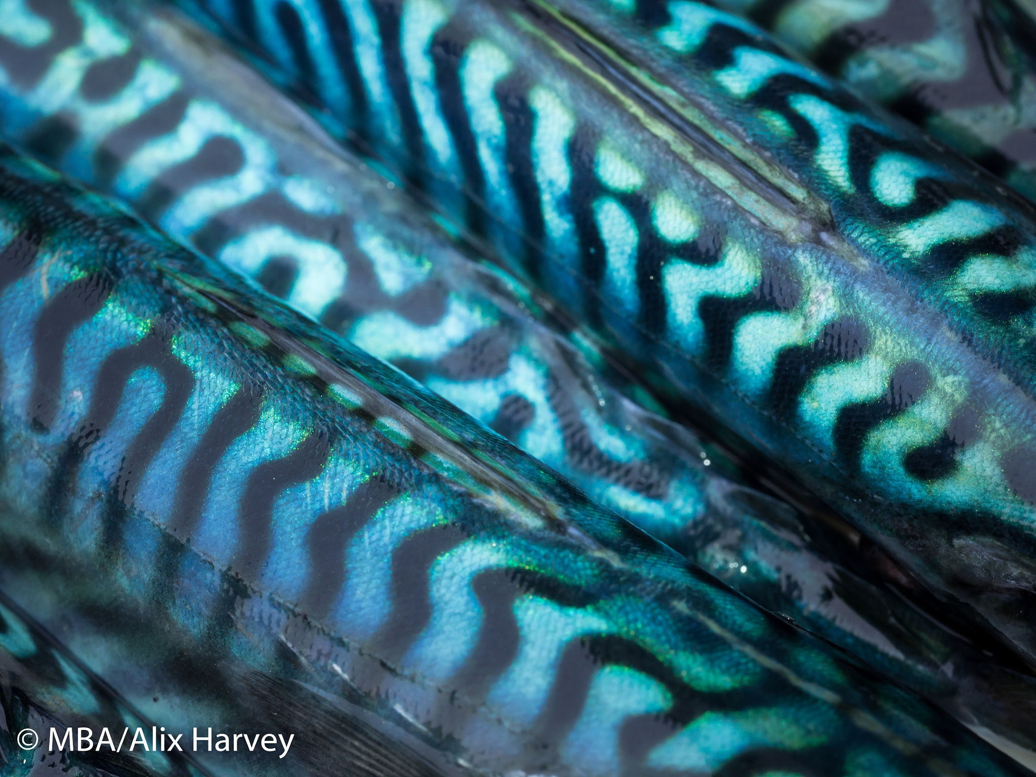 Olympus M.Zuiko Digital ED 60mm F2.8 Macro sample photo. Mackerel stripes photography