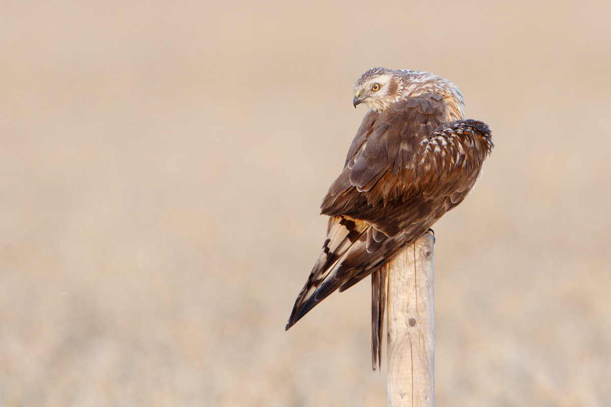 Canon EF 500mm F4L IS USM sample photo. Montagu's harrier photography