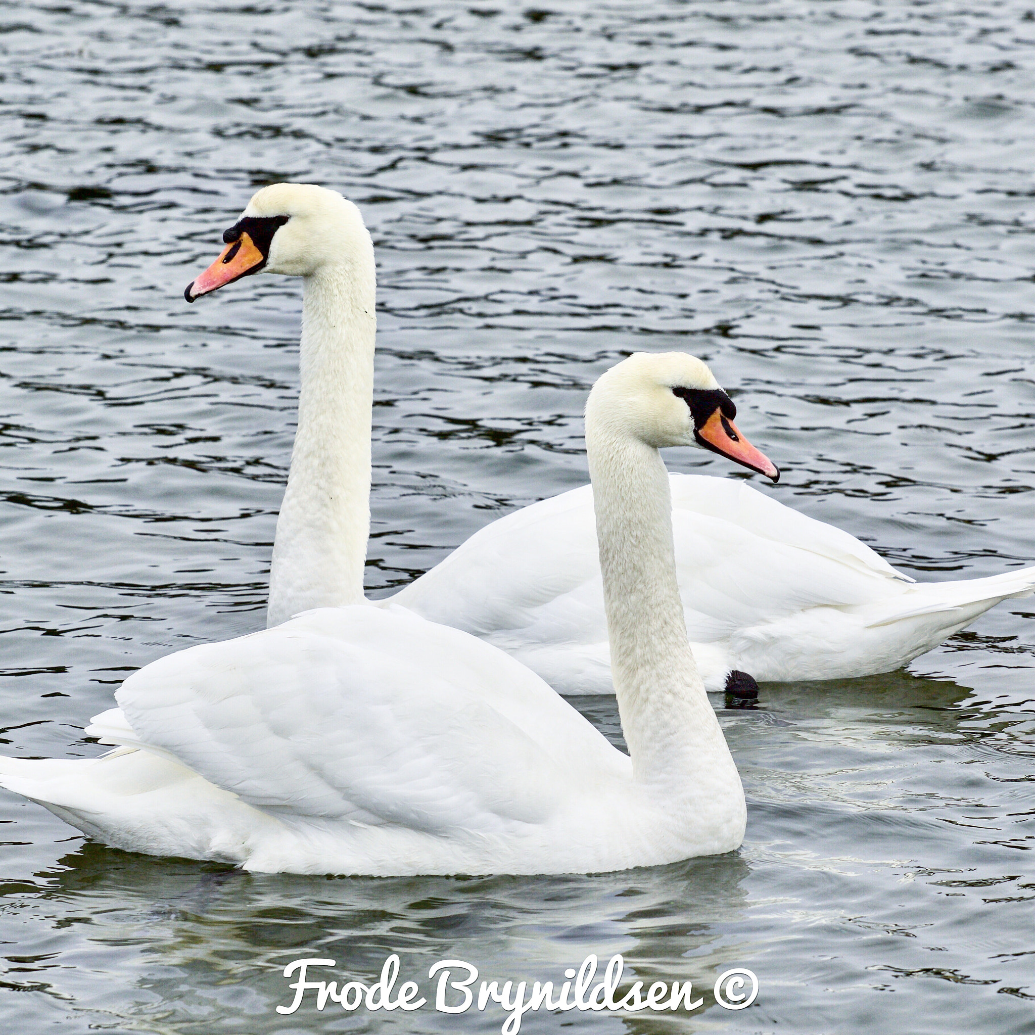 Canon EF 70-200mm F4L USM sample photo. Taken by the ocean today. beutiful birds photography