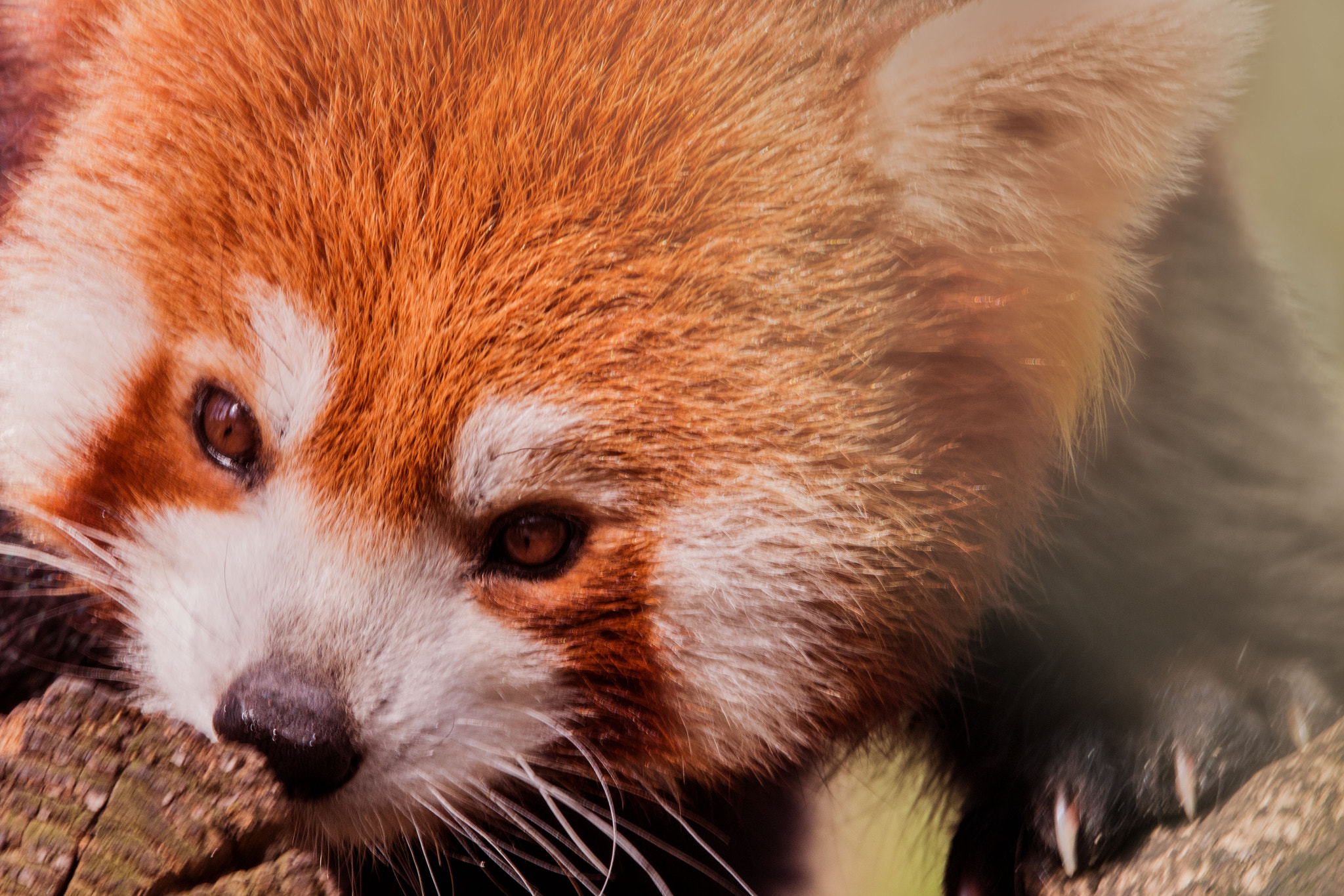 150-600mm F5-6.3 DG OS HSM | Contemporary 015 sample photo. Animal photography