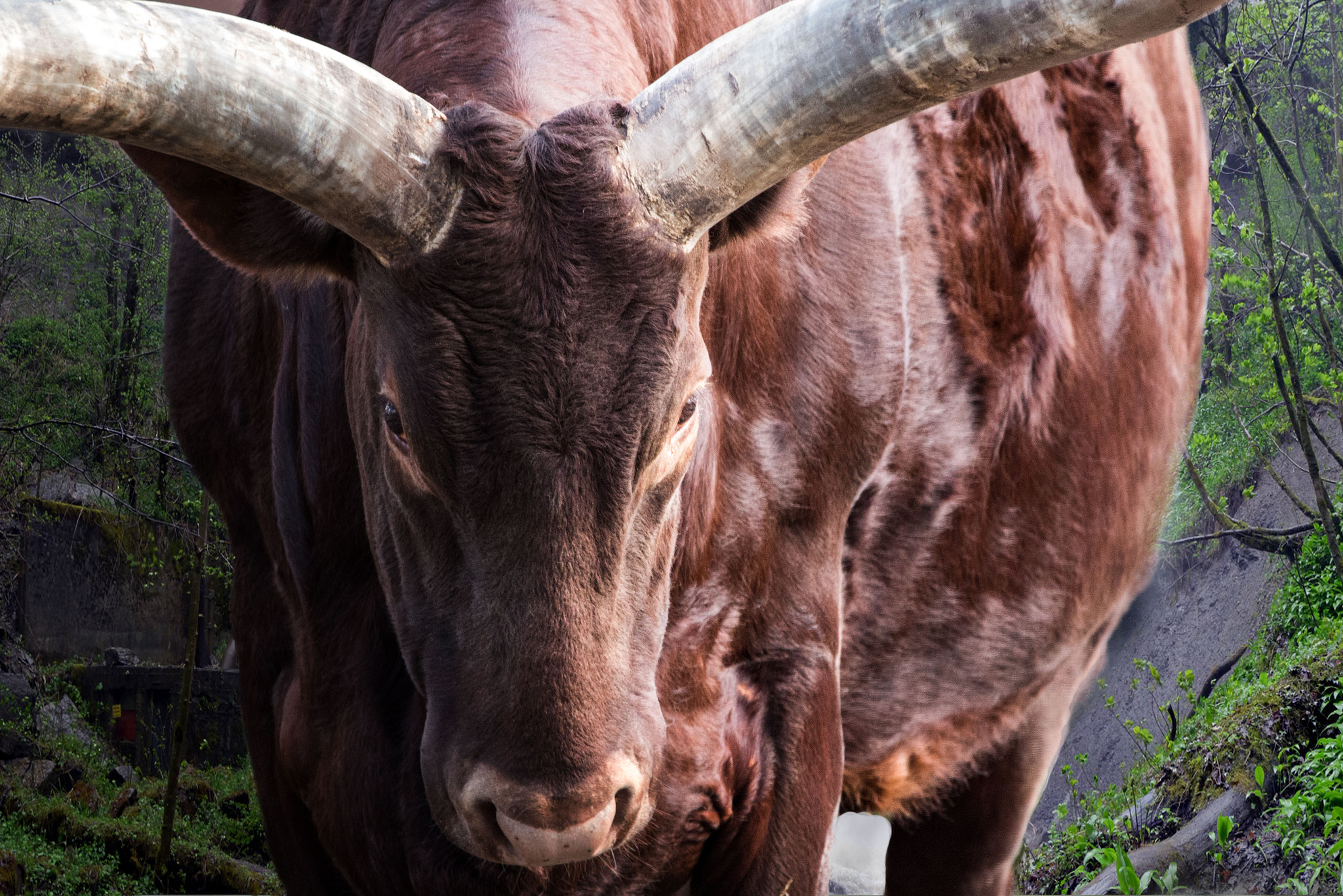 150-600mm F5-6.3 DG OS HSM | Contemporary 015 sample photo. Beef photography