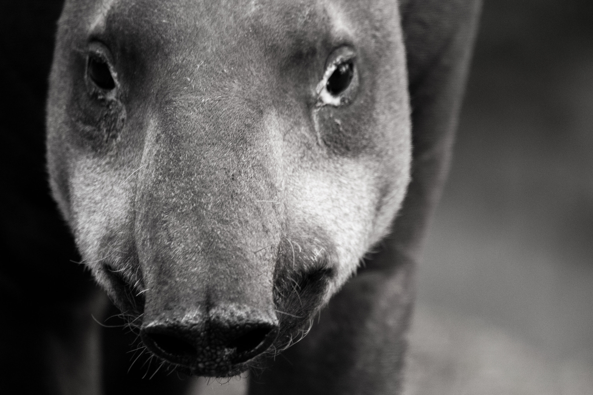 150-600mm F5-6.3 DG OS HSM | Contemporary 015 sample photo. Tapir photography