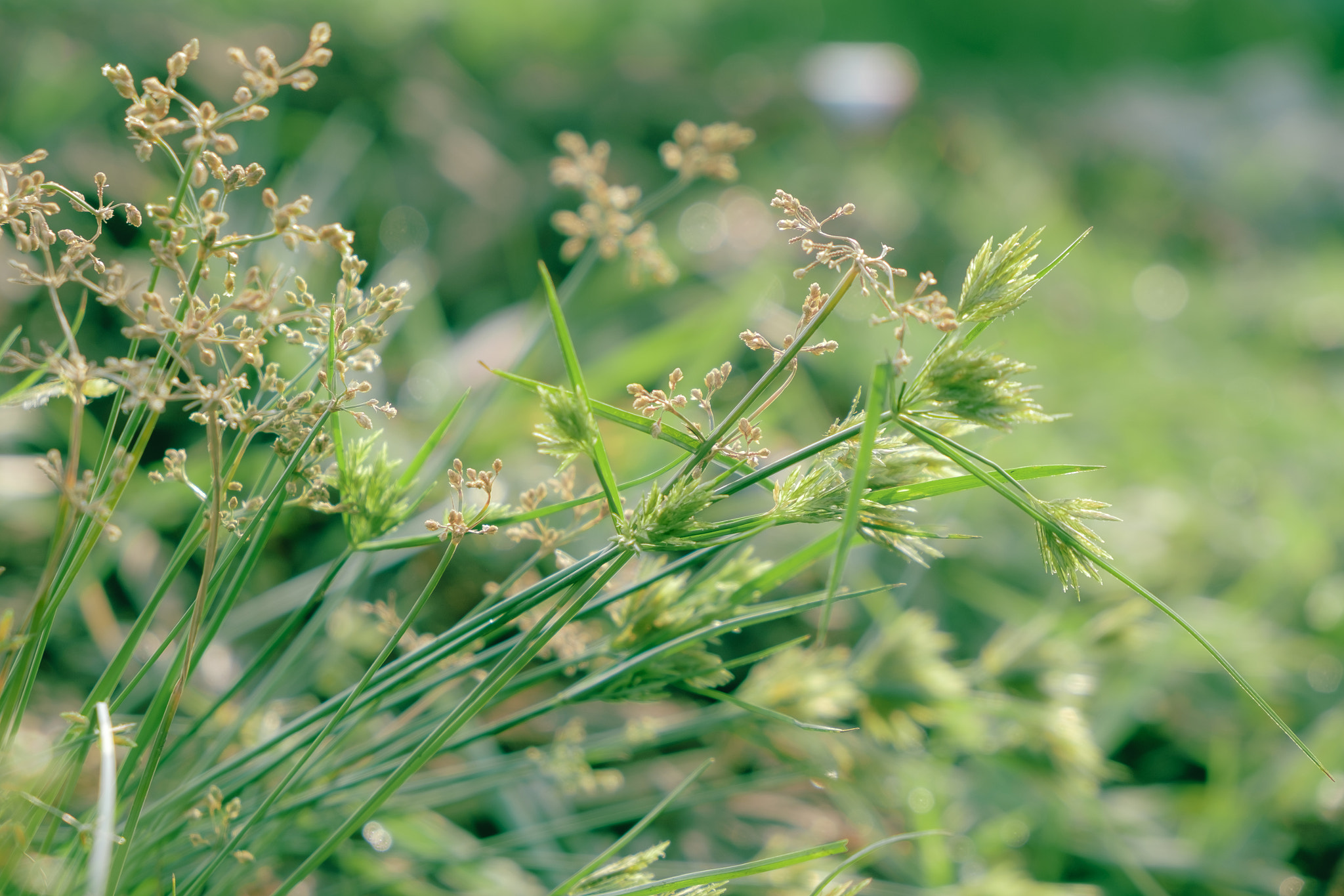 Fujifilm X-E2S + Fujifilm XF 18-55mm F2.8-4 R LM OIS sample photo. The very green ones photography