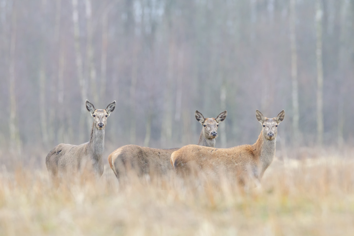 Canon EOS 5D Mark IV + Canon EF 400mm F2.8L IS II USM sample photo. Red deers photography