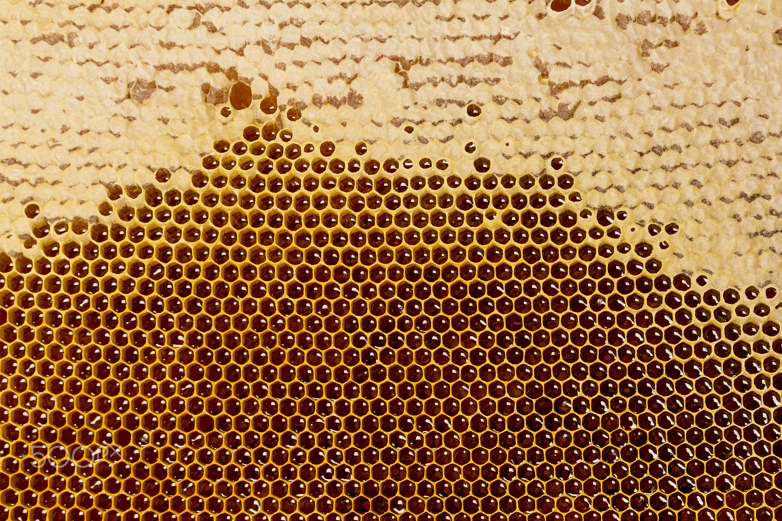 Canon EOS 60D sample photo. Honey cells texture photography
