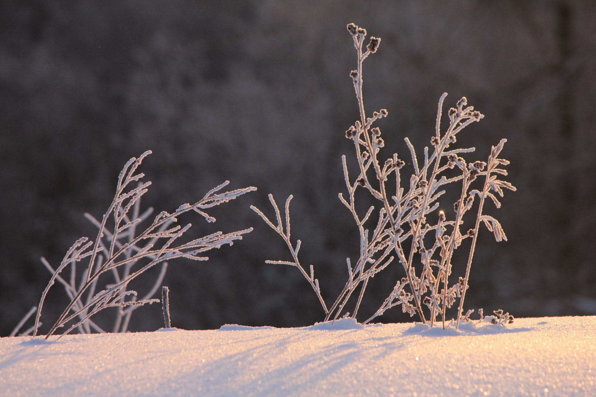Canon EF-S 55-250mm F4-5.6 IS II sample photo. Morning frost photography