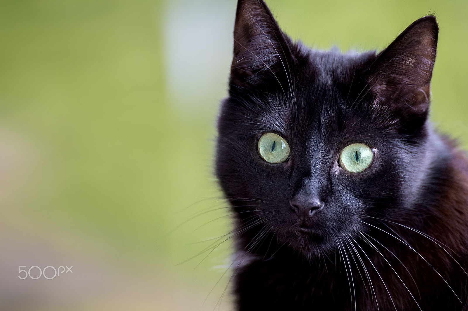 Tamron SP 35mm F1.8 Di VC USD sample photo. Fips portrait photography
