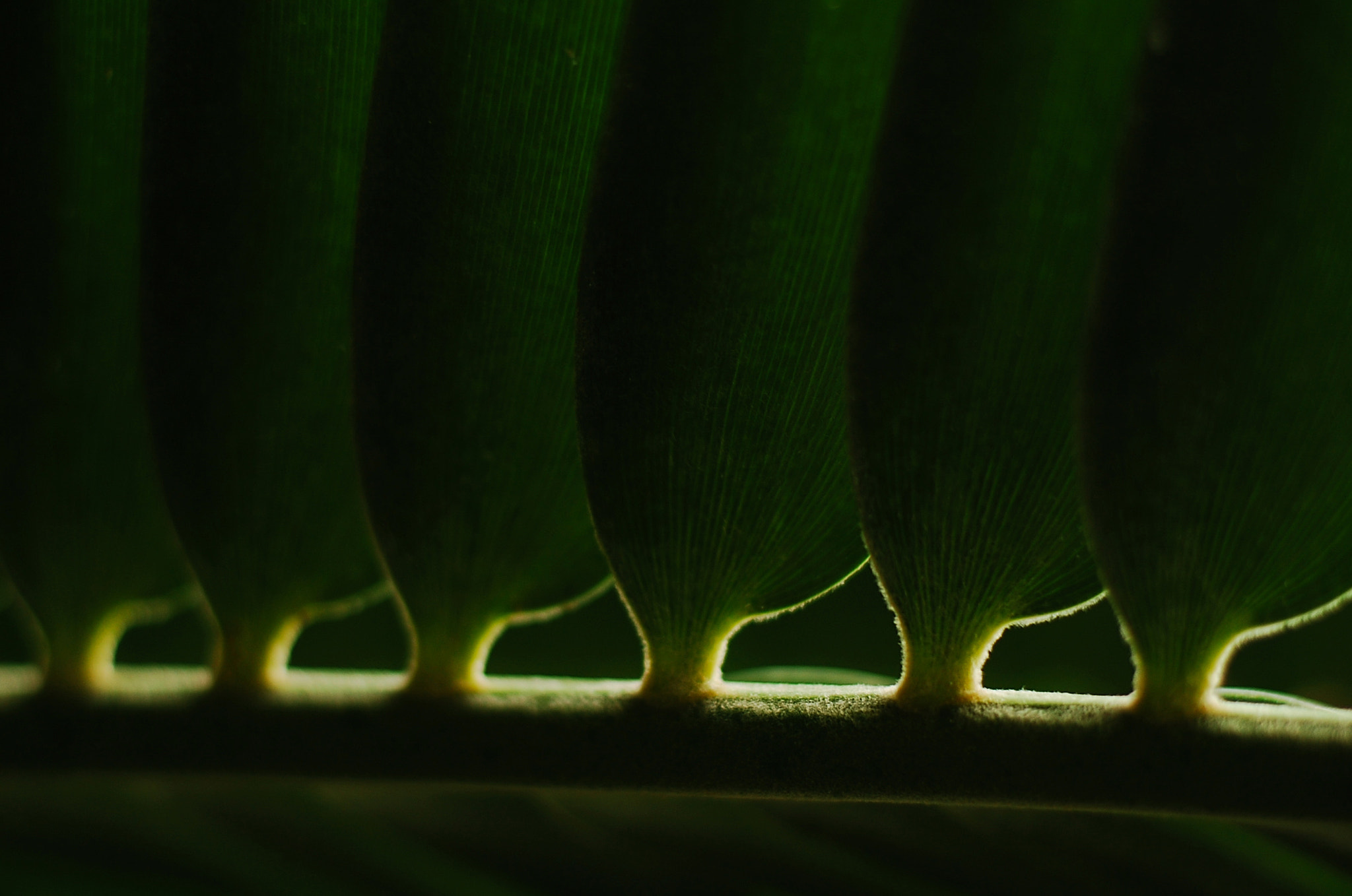 Nikon D40 + Nikon AF-S Nikkor 50mm F1.8G sample photo. Pattern photography