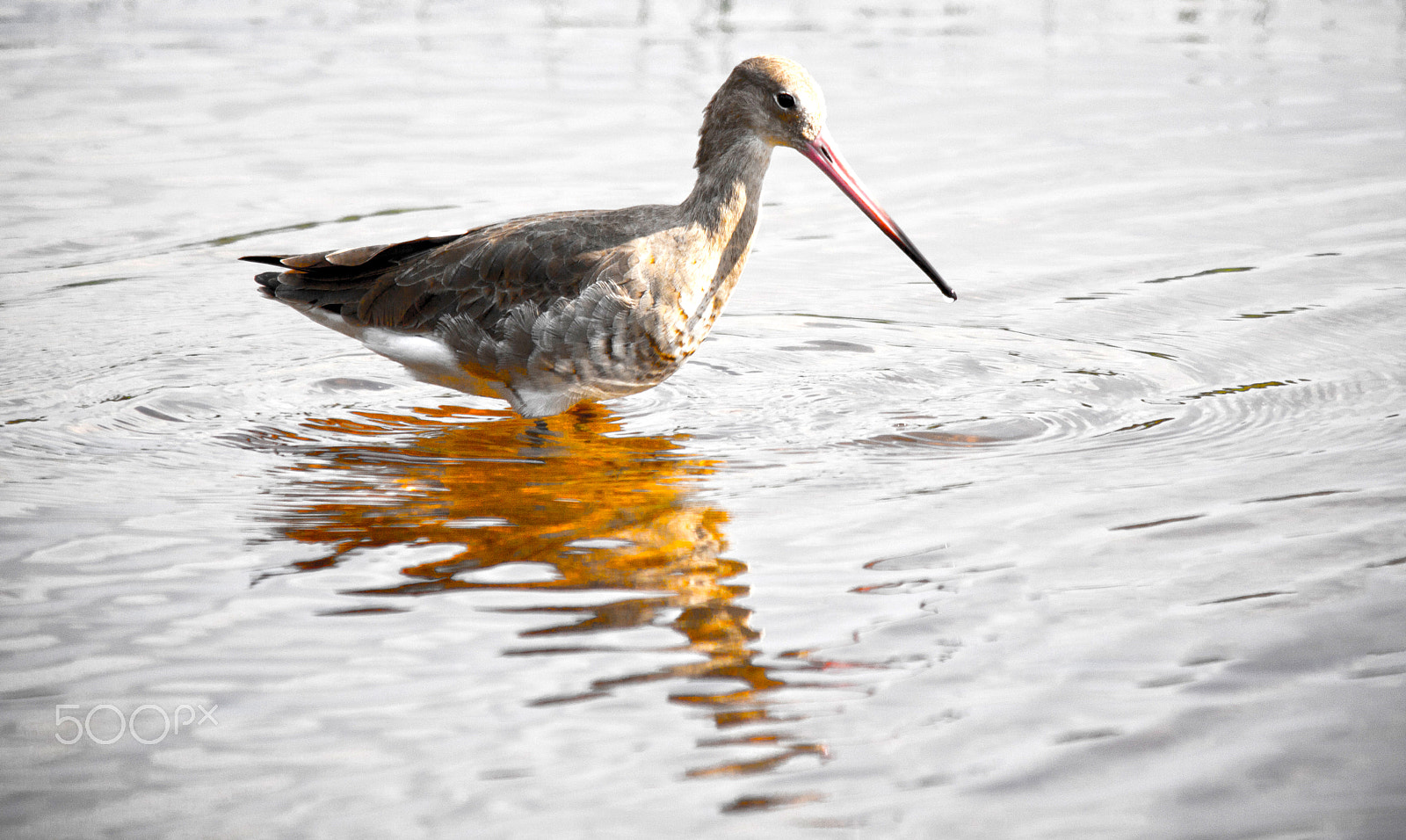 Sigma 150-500mm F5-6.3 DG OS HSM sample photo. Bird photography