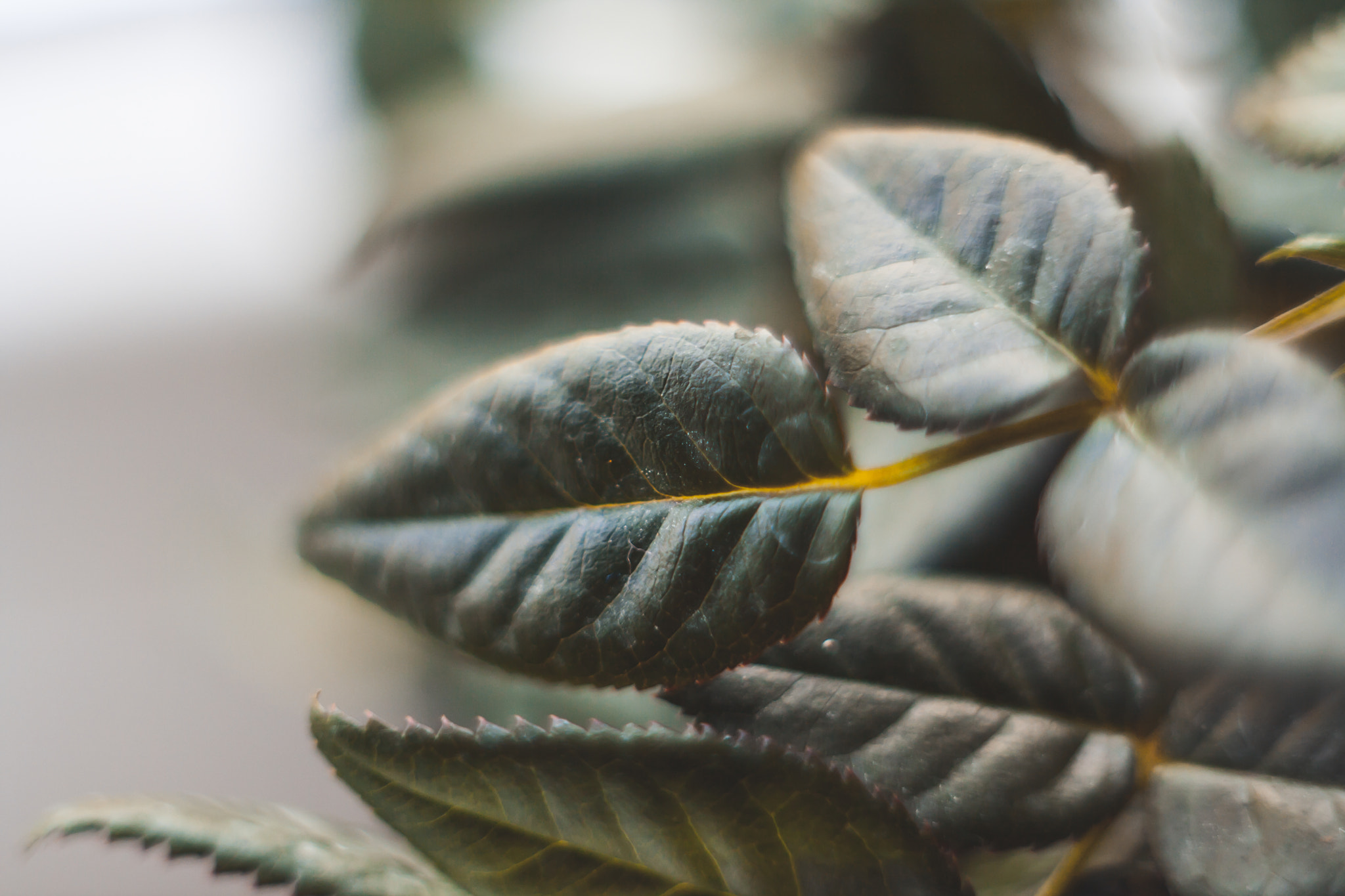 Canon EF 35-80mm f/4-5.6 sample photo. Plant photography