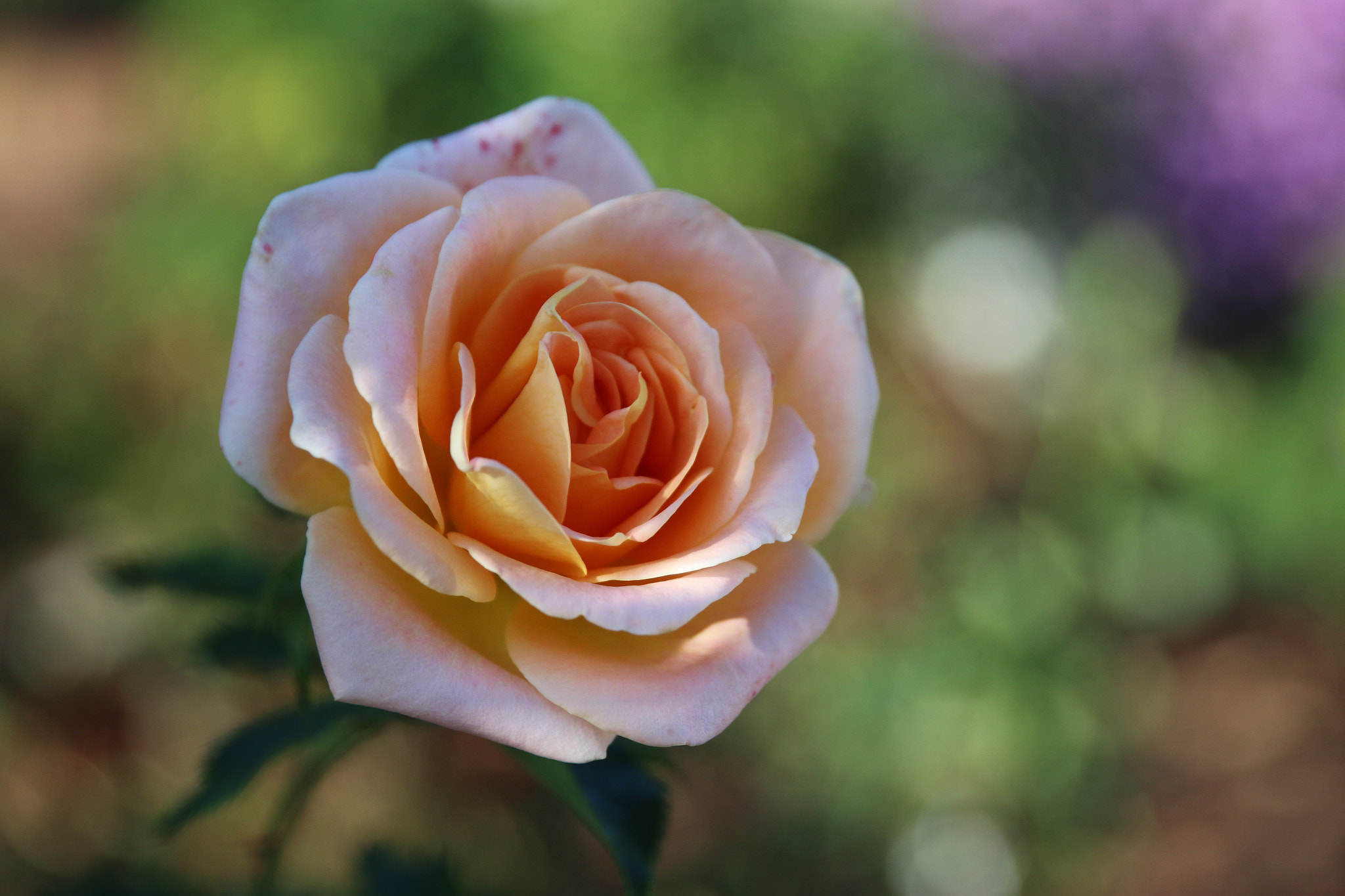 Canon EF 24-70mm F2.8L II USM sample photo. 32733673830.jpg photography