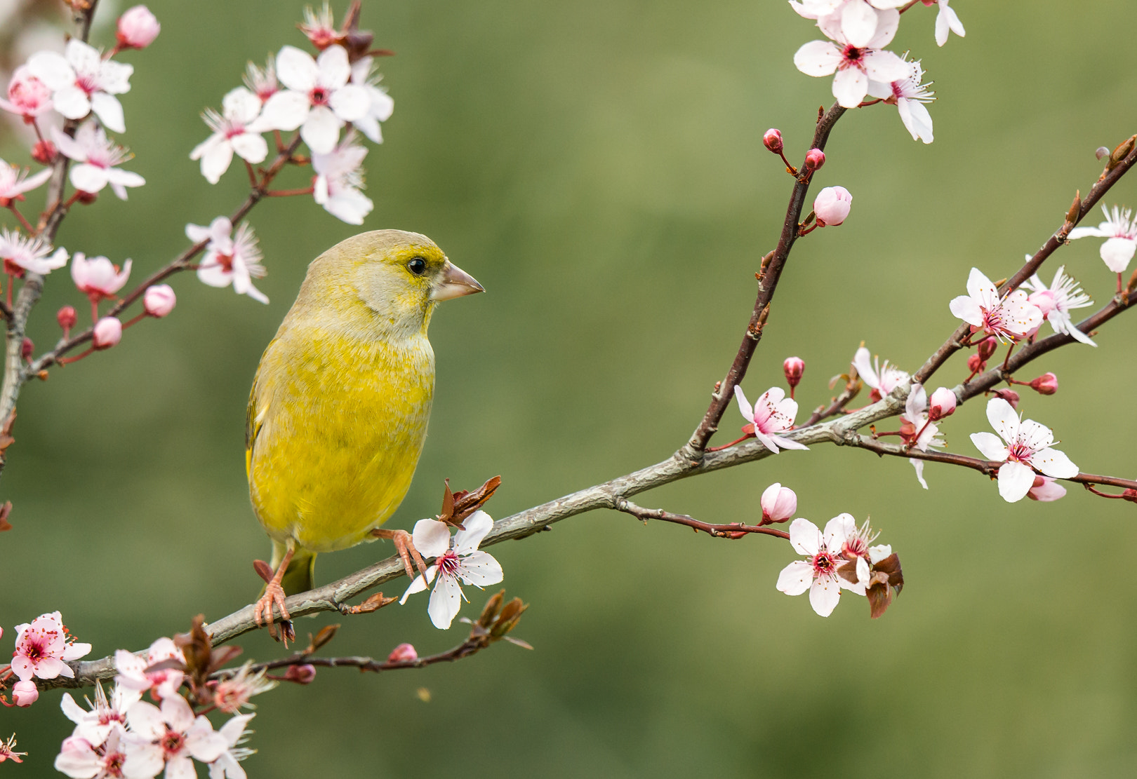 Nikon D800 + Nikon AF-S Nikkor 500mm F4G ED VR sample photo. Verdier d'europe photography