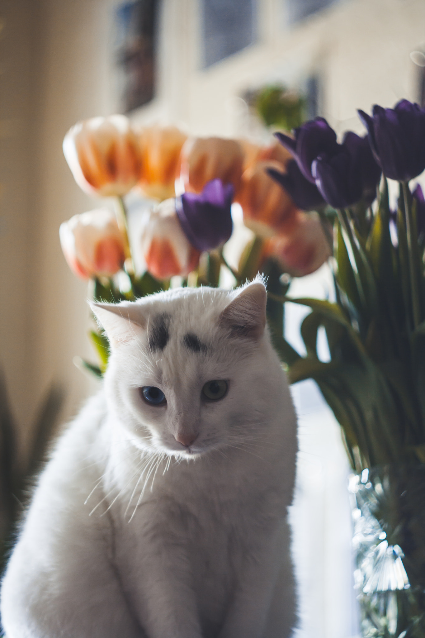 Canon EF 35-80mm f/4-5.6 sample photo. Oliver photography