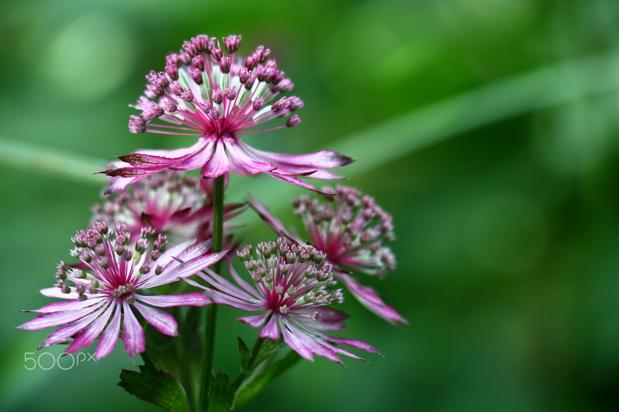 Astrantia.