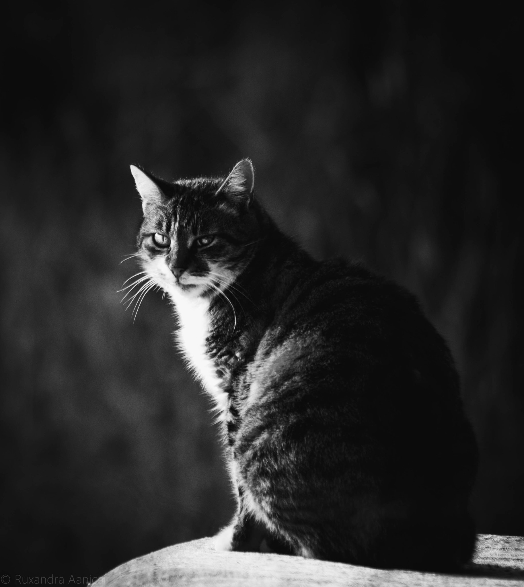 Canon EOS 760D (EOS Rebel T6s / EOS 8000D) sample photo. Noir photography