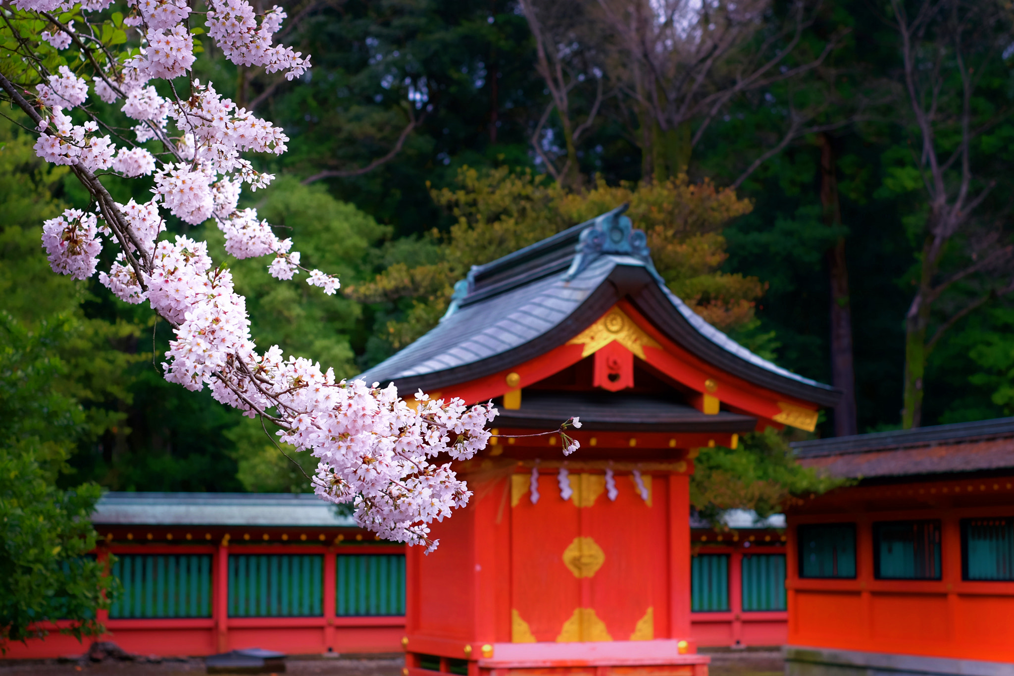 Fujifilm X-M1 + Fujifilm XF 35mm F1.4 R sample photo. Spring shrine photography