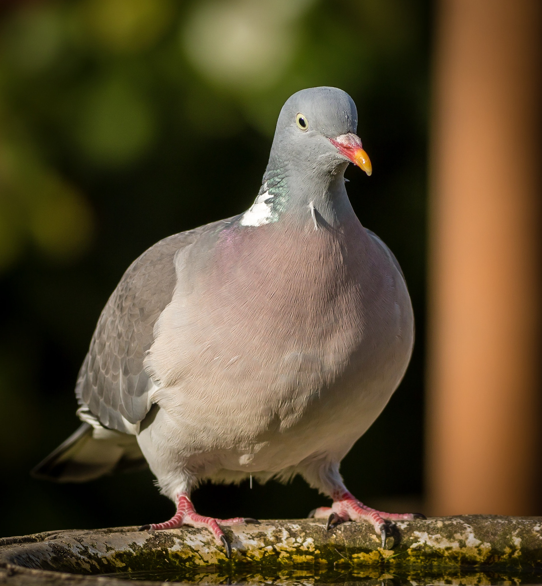 Canon EOS 70D + Canon EF 400mm F5.6L USM sample photo. Well fed wood pigeon photography