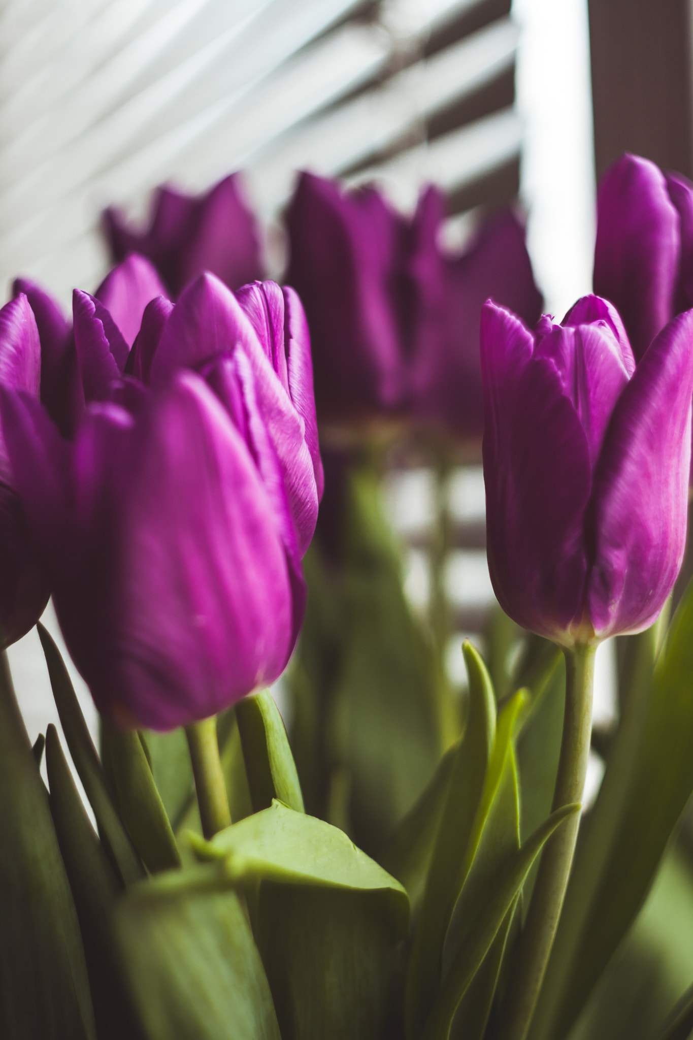 Canon EF 35-80mm f/4-5.6 sample photo. Tulip photography