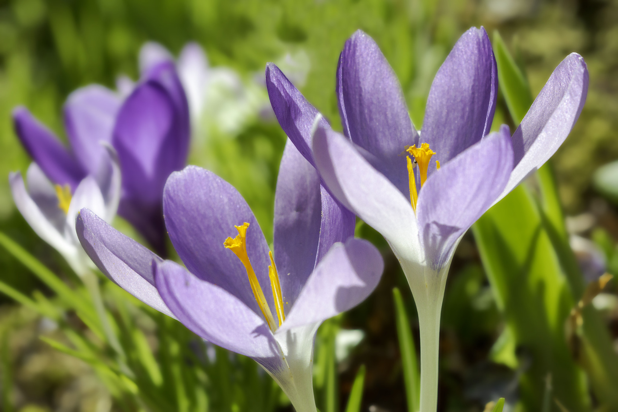 Canon EF 100mm F2.8 Macro USM sample photo. A new beginning photography