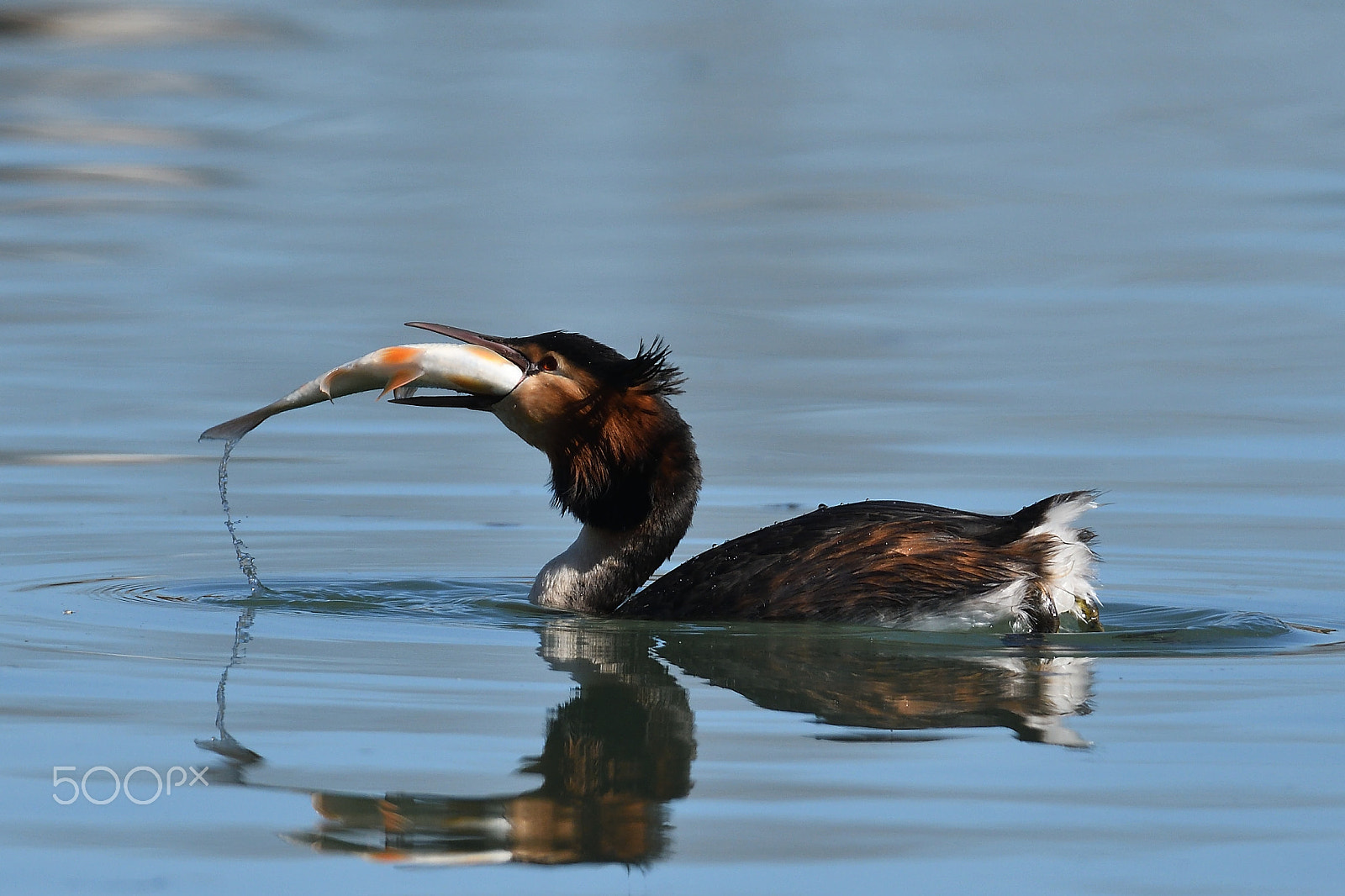 Nikon D500 + Sigma 150-600mm F5-6.3 DG OS HSM | S sample photo. Svasso .. e il suo pranzo photography